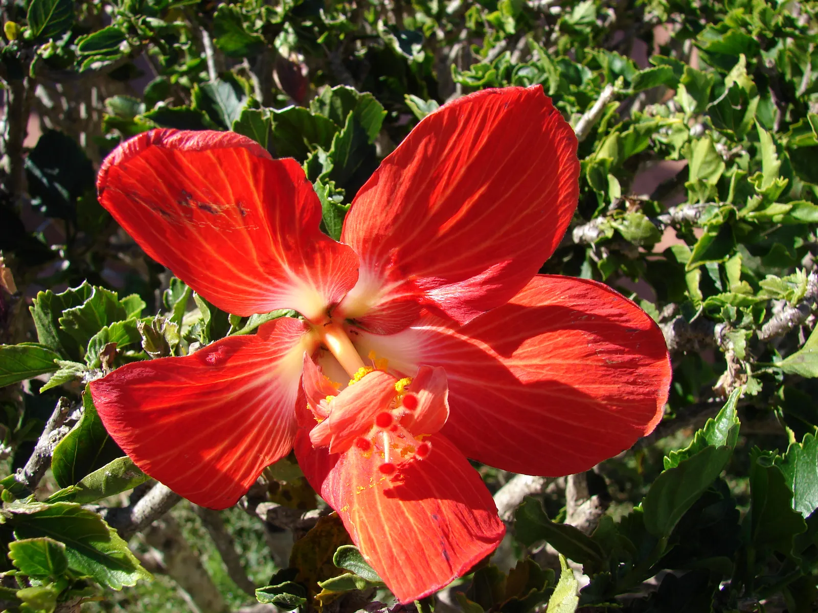 Tropical Hibiscus, Rose Of China (Hibiscus Rosa-Sinensis 'Red') — making it an ideal specimen for both privacy screens and standalone, image 89
