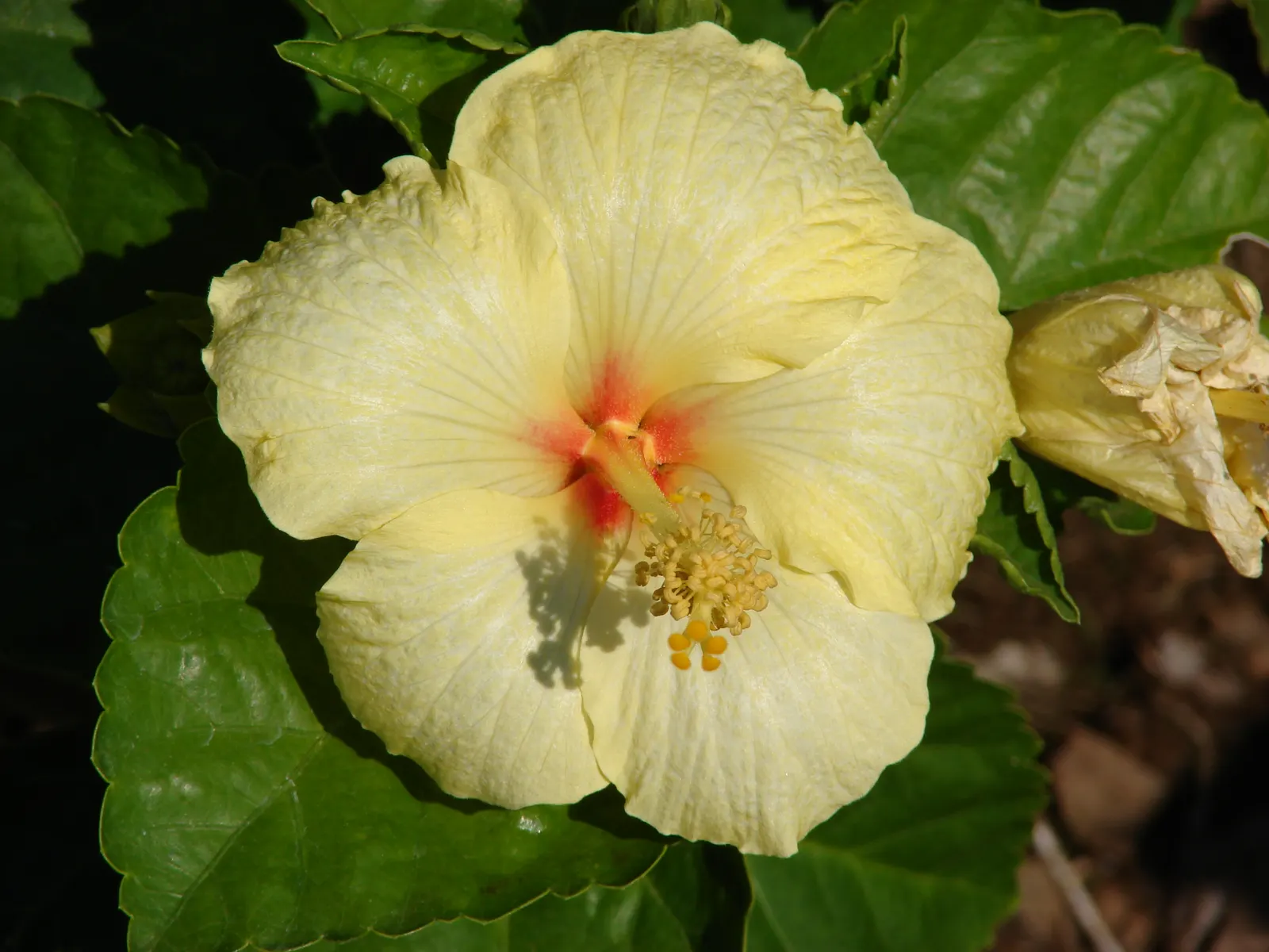Tropical Hibiscus, Rose Of China (Hibiscus Rosa-Sinensis 'Red') — Ideal for focal points in gardens; the Tropical Hibiscus flourishes in USDA, image 102