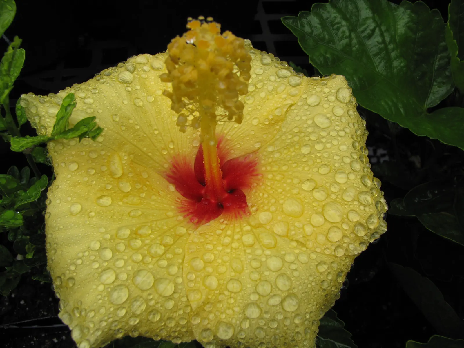 Tropical Hibiscus, Rose Of China (Hibiscus Rosa-Sinensis 'Red') — The Tropical Hibiscus 'Red'; renowned for its large, showy red blooms, it reaches, image 97