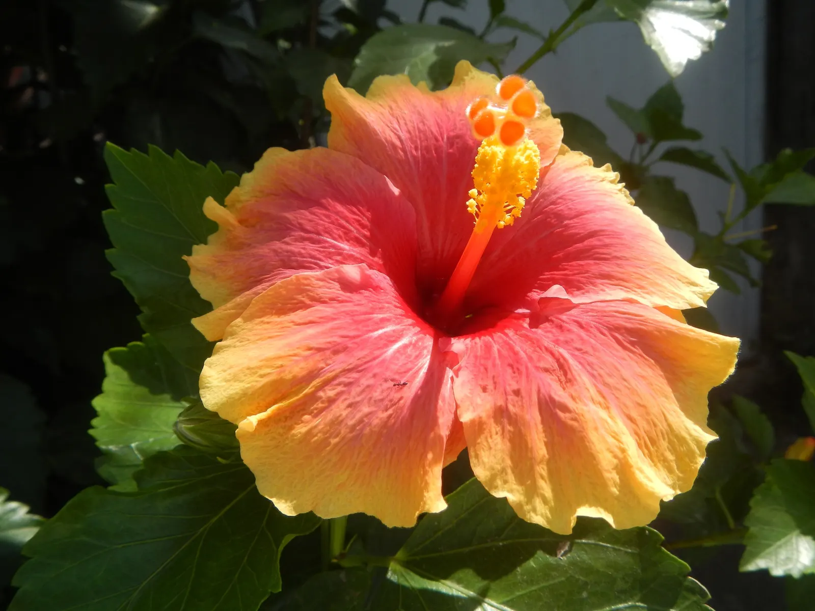 Tropical Hibiscus, Rose Of China (Hibiscus Rosa-Sinensis 'Red') — protruding stamen that adds to their exotic allure; this evergreen perennial, image 60