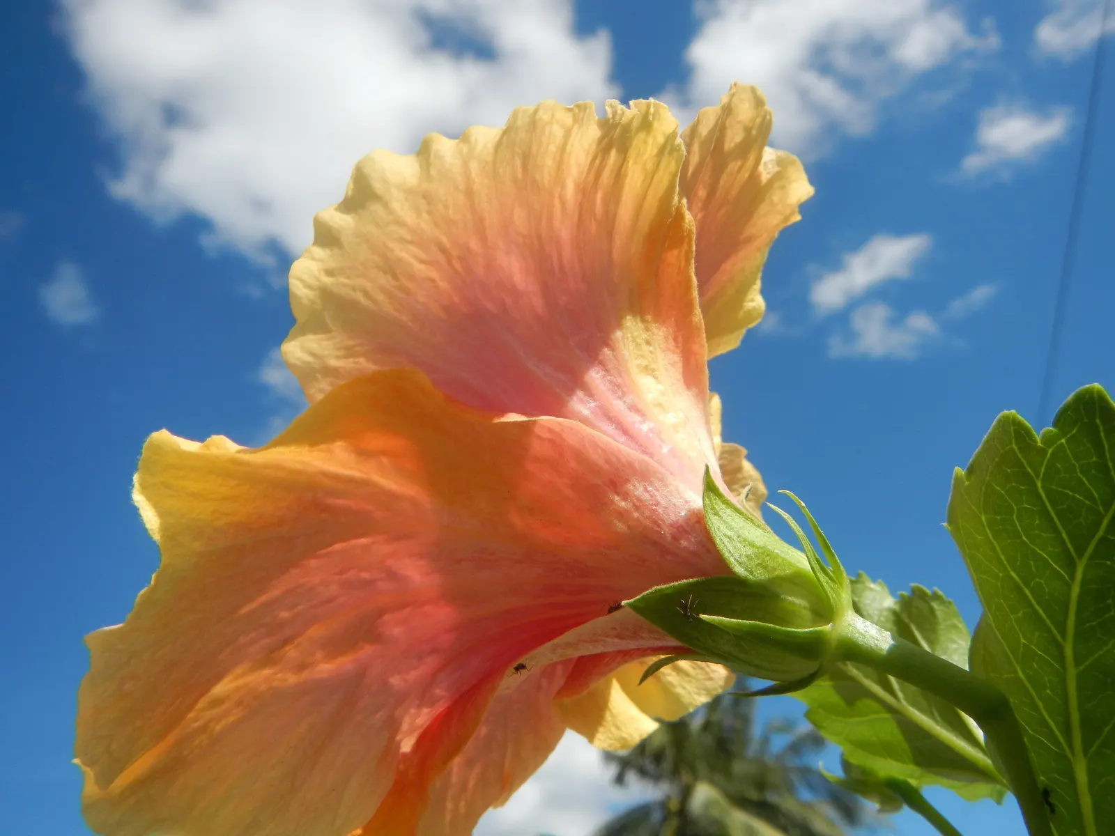 Tropical Hibiscus, Rose Of China (Hibiscus Rosa-Sinensis 'Red') — A mature Hibiscus rosa-sinensis 'Red' can reach a height of 5 to 8 feet with a, image 64