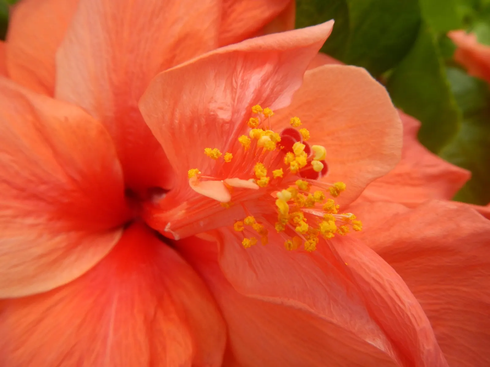 Tropical Hibiscus, Rose Of China (Hibiscus Rosa-Sinensis 'Red') — with peak blossoms in the summer months.<br><br>Preferring a warm climate; shrub with red