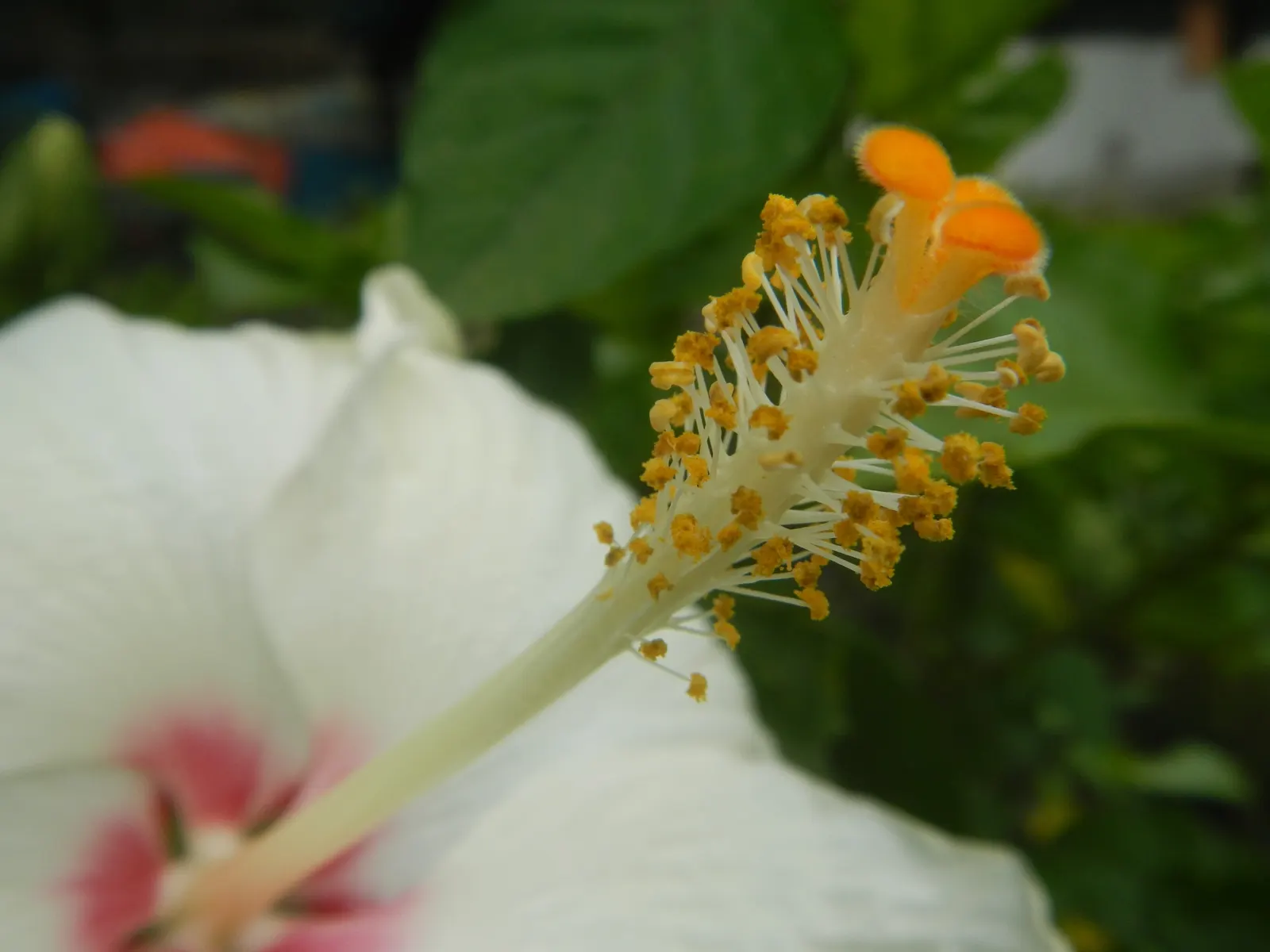 Tropical Hibiscus, Rose Of China (Hibiscus Rosa-Sinensis 'Red') — Renowned for its large, showy red blooms, it reaches a mature height of 4-8 feet, image 52