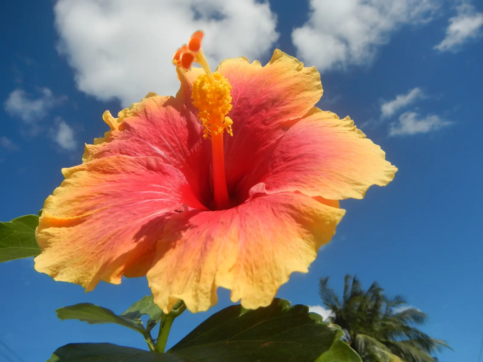 Tropical Hibiscus, Rose Of China (Hibiscus Rosa-Sinensis 'Red') — eye-catching red blooms which can reach a diameter of 4 to 8 inches; although, image 58