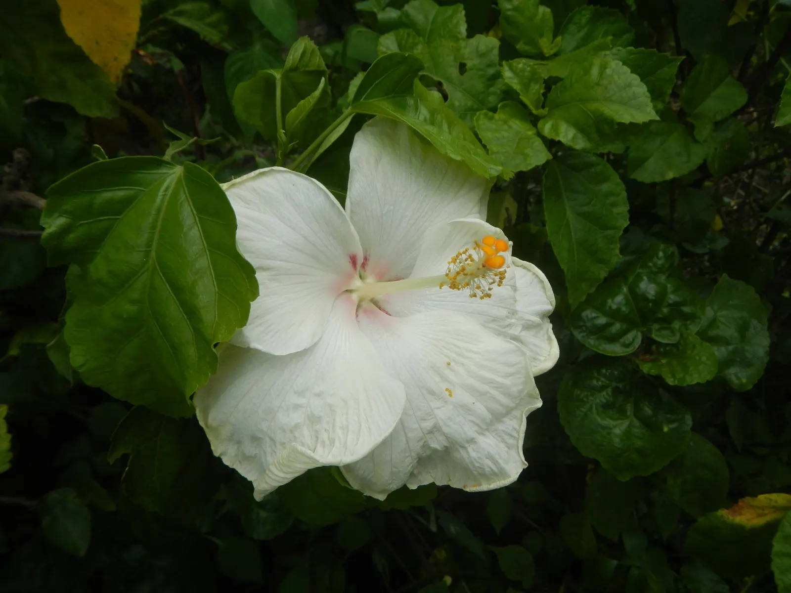 Tropical Hibiscus, Rose Of China (Hibiscus Rosa-Sinensis 'Red') — shrub with red blooms; with peak blossoms in the summer months.<br><br>Preferring, image 71