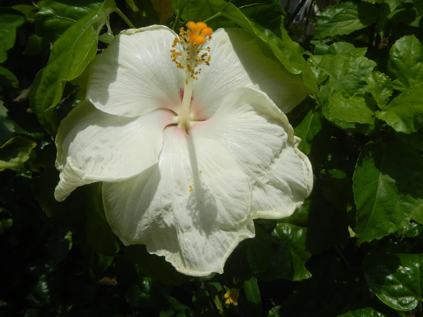 Tropical Hibiscus, Rose Of China (Hibiscus Rosa-Sinensis 'Red') — fertile soil is required along with regular watering; is a vibrant evergreen shrub that