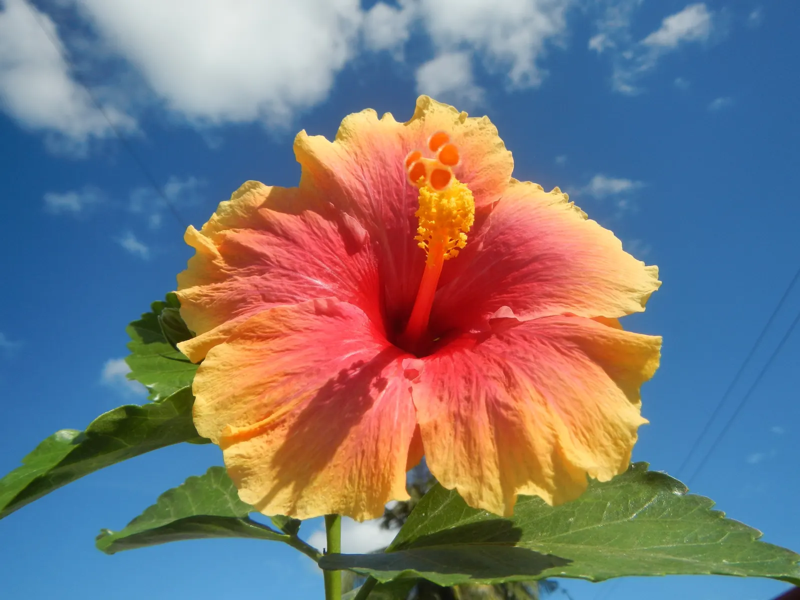 Tropical Hibiscus, Rose Of China (Hibiscus Rosa-Sinensis 'Red') — fertile soil is required along with regular watering; is a vibrant evergreen, image 66