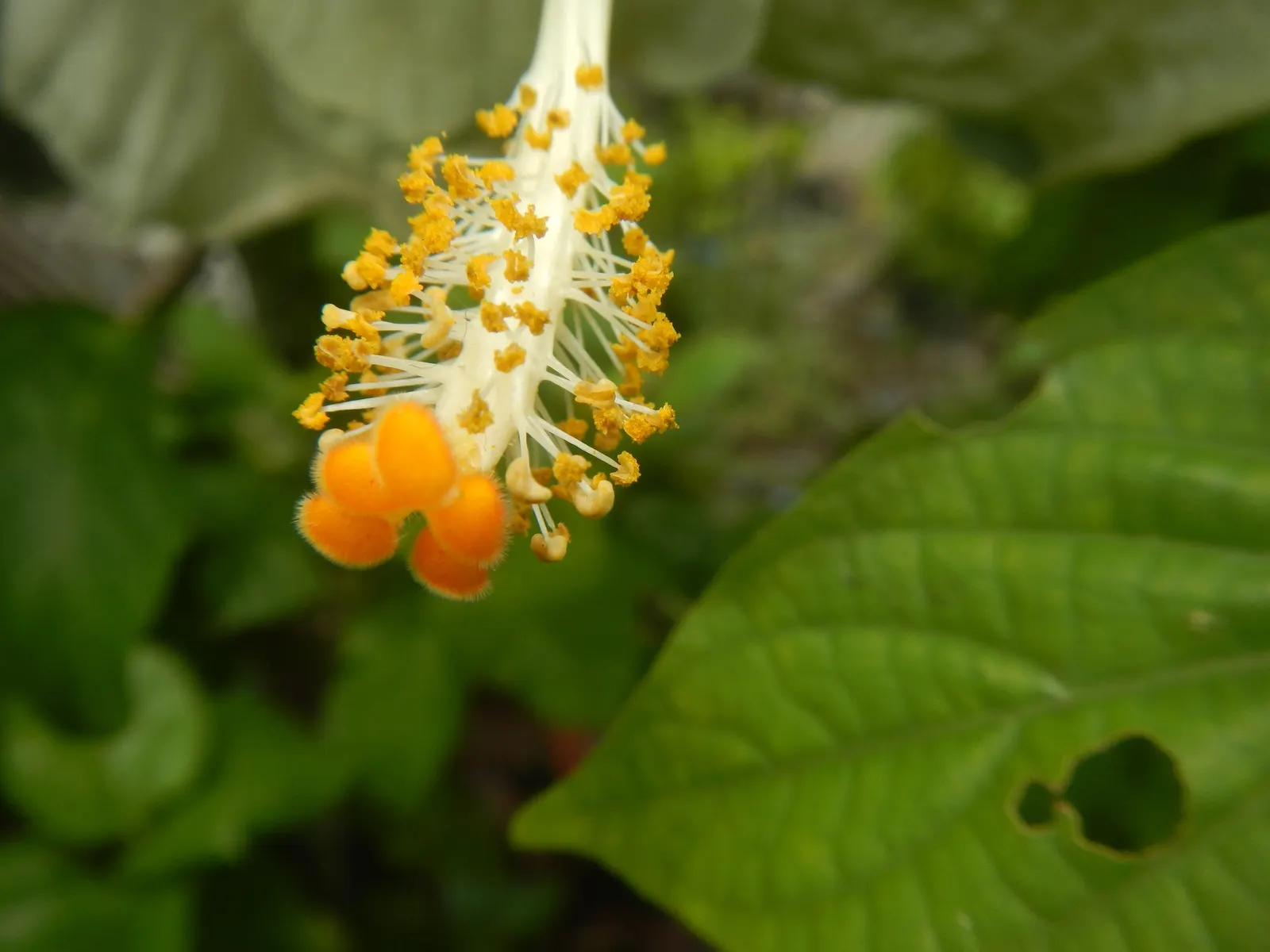 Tropical Hibiscus, Rose Of China (Hibiscus Rosa-Sinensis 'Red') — or Hibiscus rosa-sinensis; flowers display a pronounced, image 50