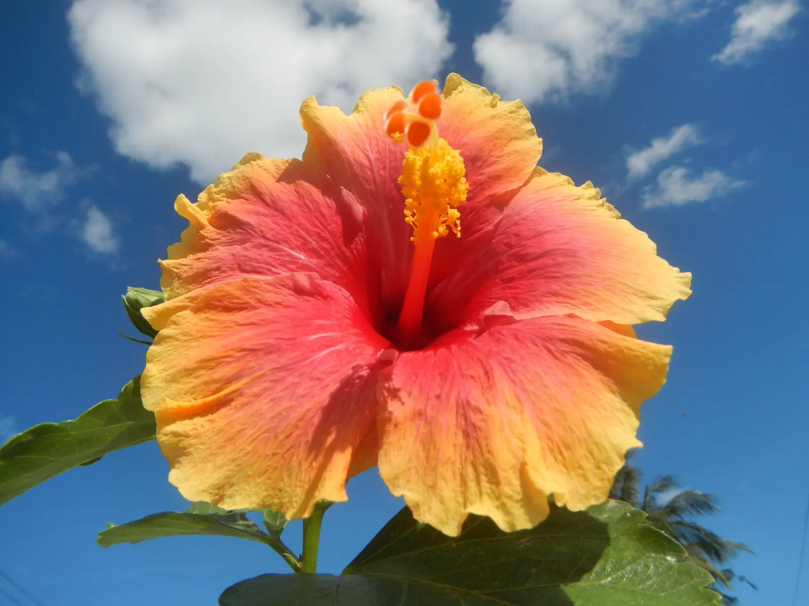 Tropical Hibiscus, Rose Of China (Hibiscus Rosa-Sinensis 'Red') — the Tropical Hibiscus flourishes in USDA Hardiness Zones 9 to 11 and enjoys full, image 63