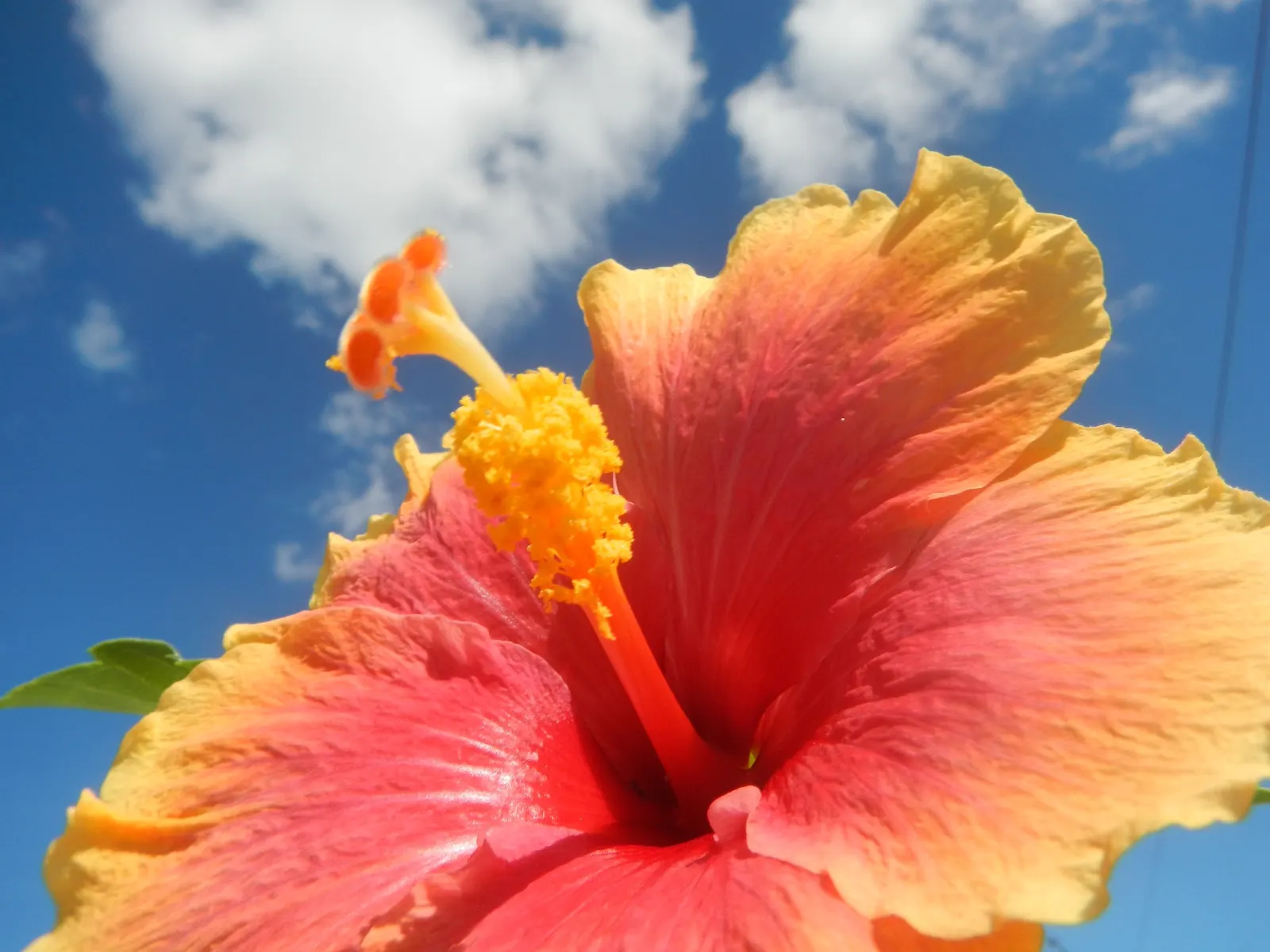 Tropical Hibiscus, Rose Of China (Hibiscus Rosa-Sinensis 'Red') — is a vibrant and robust flowering shrub that would serve as a stunning focal, image 56