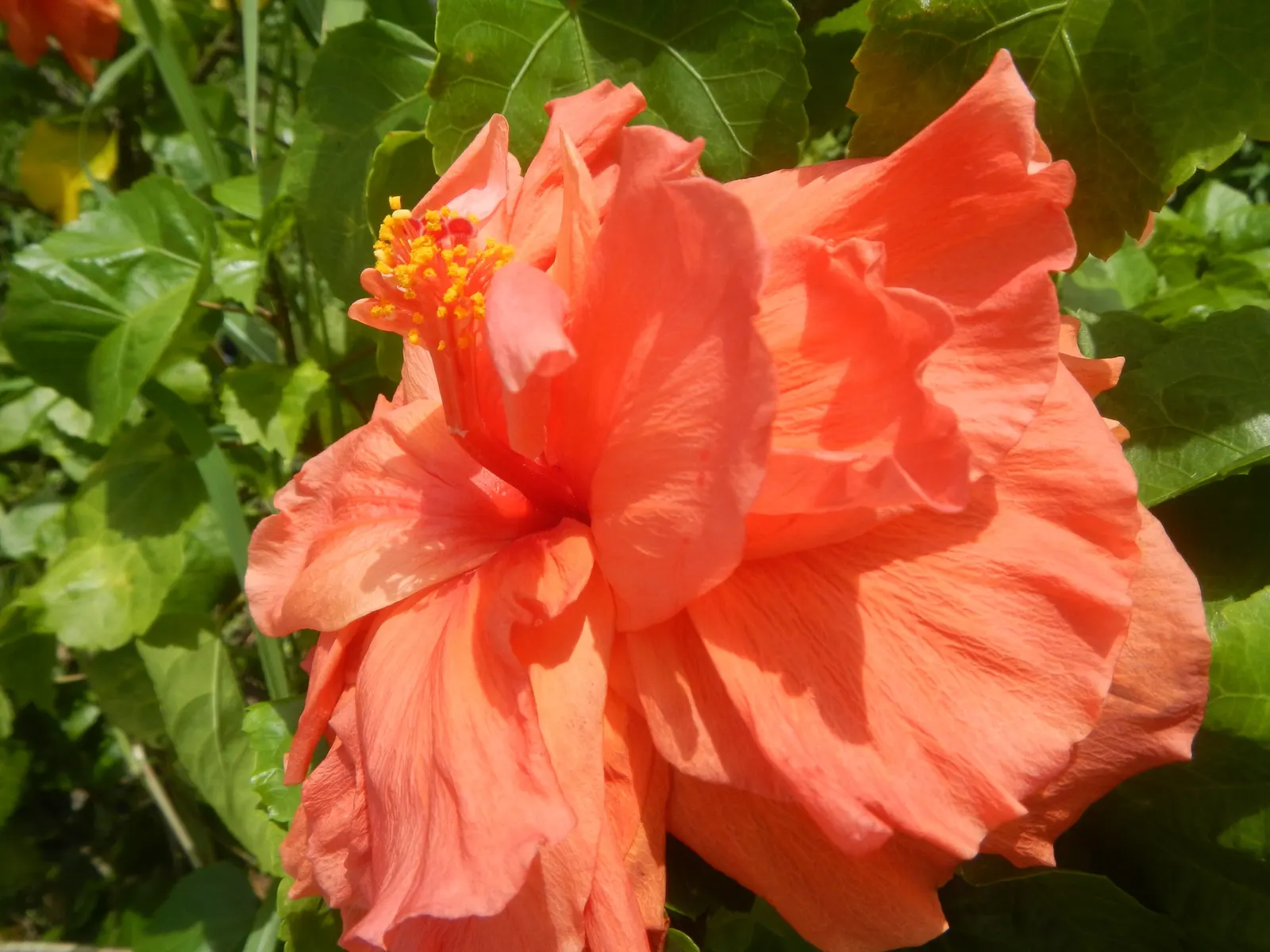 Tropical Hibiscus, Rose Of China (Hibiscus Rosa-Sinensis 'Red') — and they exhibit a flowering pattern that lasts from spring to fall; a mature Hibiscus