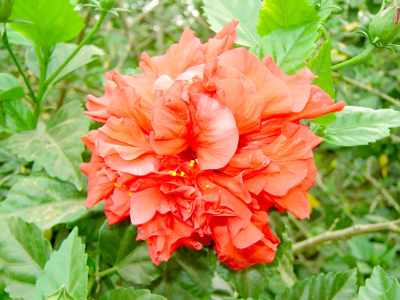 Tropical Hibiscus, Rose Of China (Hibiscus Rosa-Sinensis 'Red') — although it's important to avoid waterlogging; eye-catching red blooms which can reach a