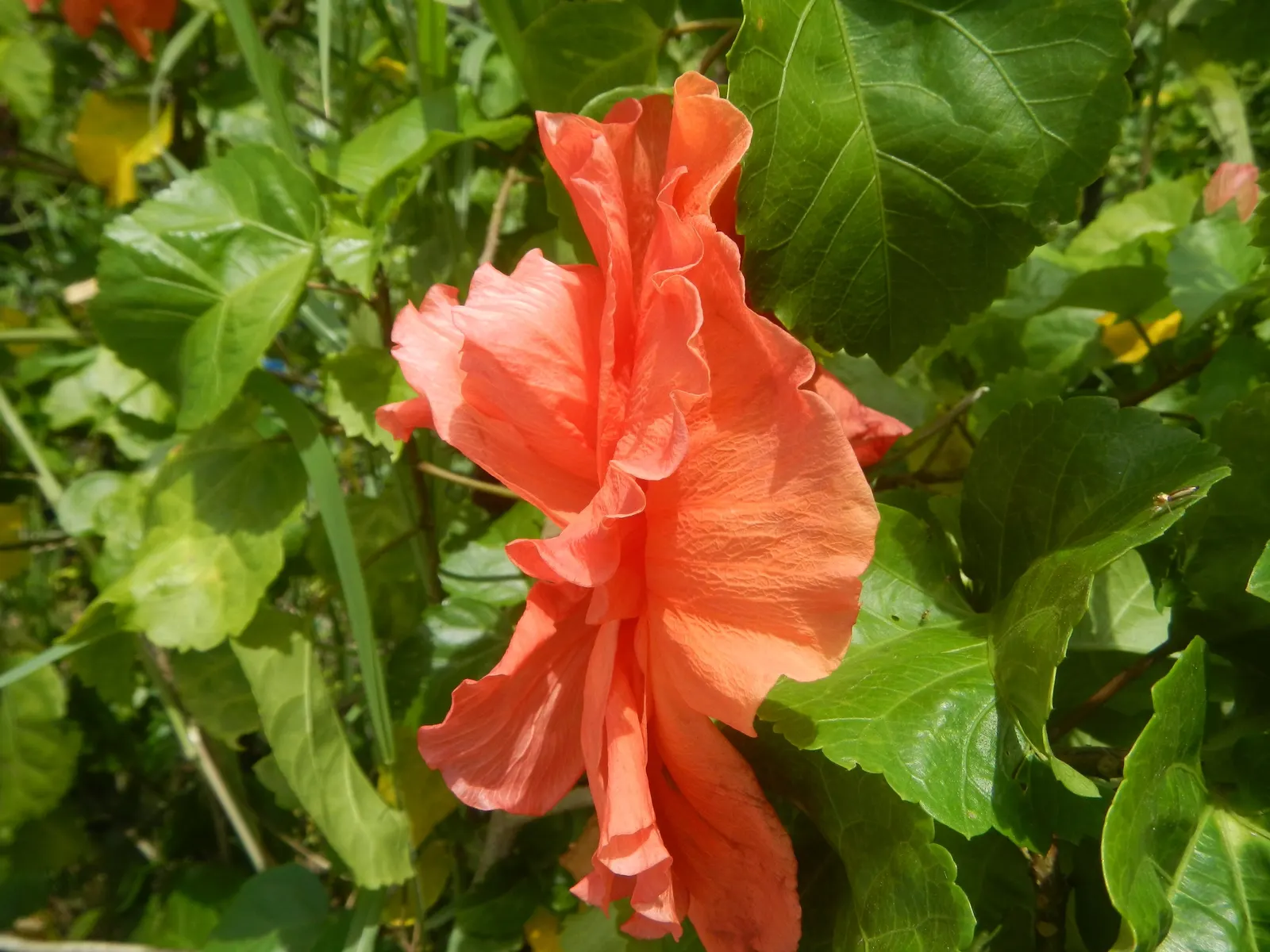 Tropical Hibiscus, Rose Of China (Hibiscus Rosa-Sinensis 'Red') — is a vibrant evergreen shrub that flourishes in USDA zones 9-11; fertile soil is, image 75