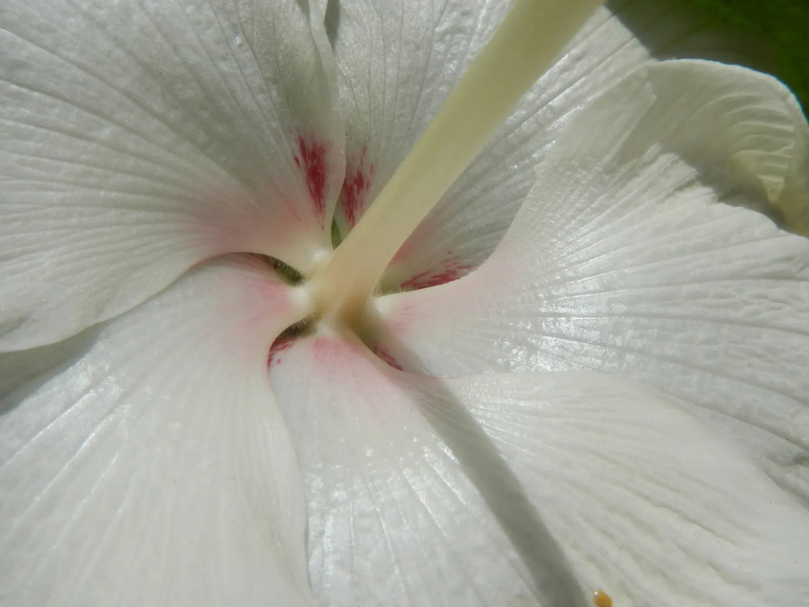 Tropical Hibiscus, Rose Of China (Hibiscus Rosa-Sinensis 'Red') — making it an ideal specimen for both privacy screens and standalone, image 41