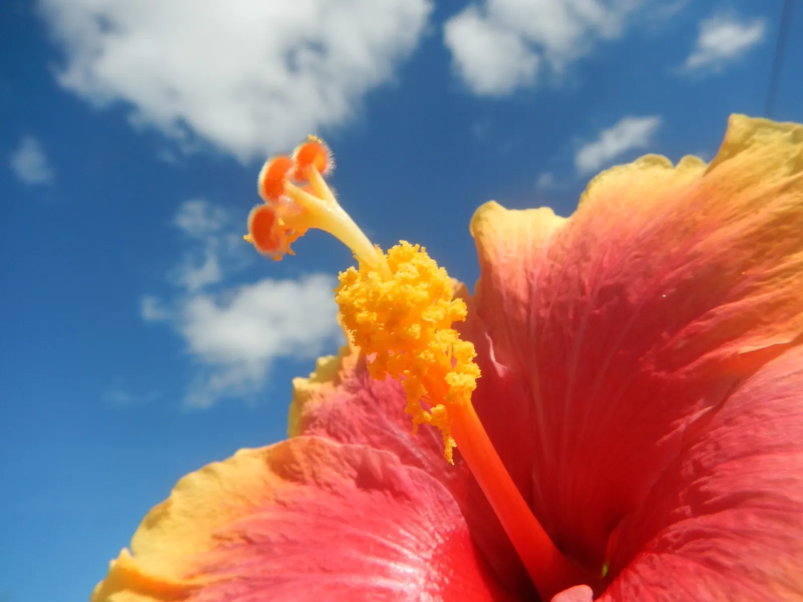 Tropical Hibiscus, Rose Of China (Hibiscus Rosa-Sinensis 'Red') — This evergreen perennial boasts glossy; protruding stamen that adds to their, image 57