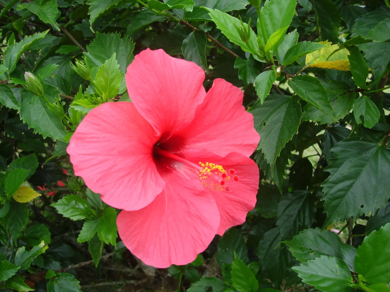 Tropical Hibiscus, Rose Of China (Hibiscus Rosa-Sinensis 'Red') — While relatively low-maintenance, strategic pruning can encourage a fuller plant, image 69