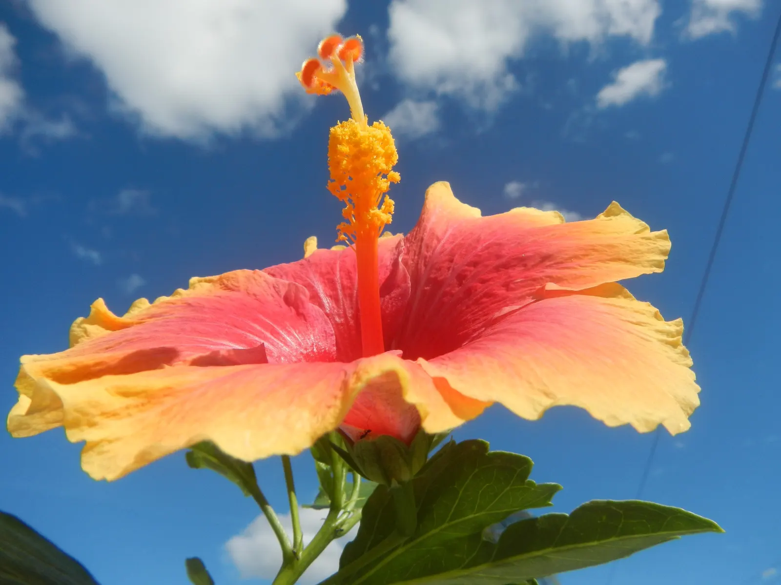 Tropical Hibiscus, Rose Of China (Hibiscus Rosa-Sinensis 'Red') — with peak blossoms in the summer months.<br><br>Preferring a warm climate; shrub, image 62
