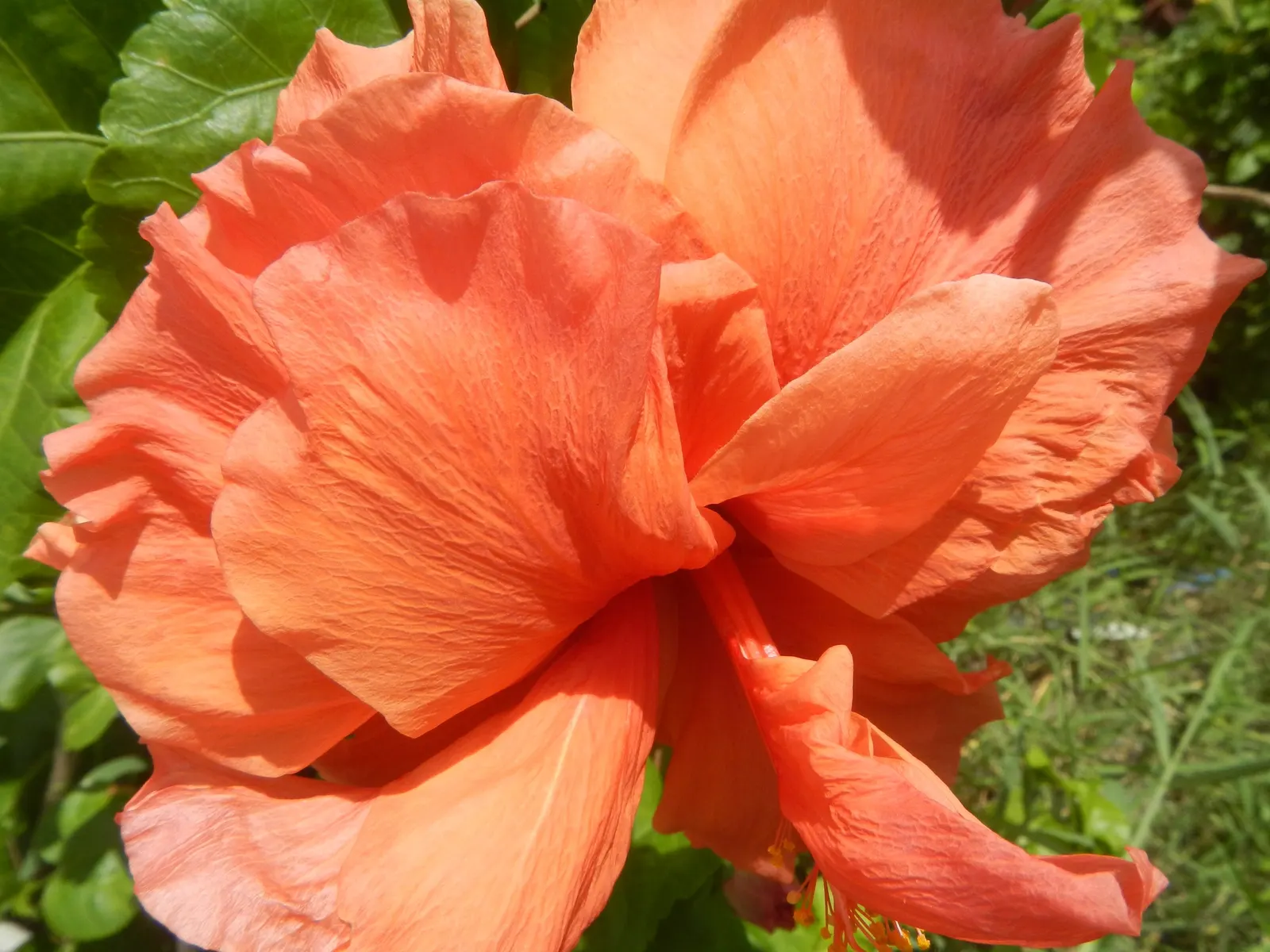 Tropical Hibiscus, Rose Of China (Hibiscus Rosa-Sinensis 'Red') — A mature Hibiscus rosa-sinensis 'Red' can reach a height of 5 to 8 feet with a similar