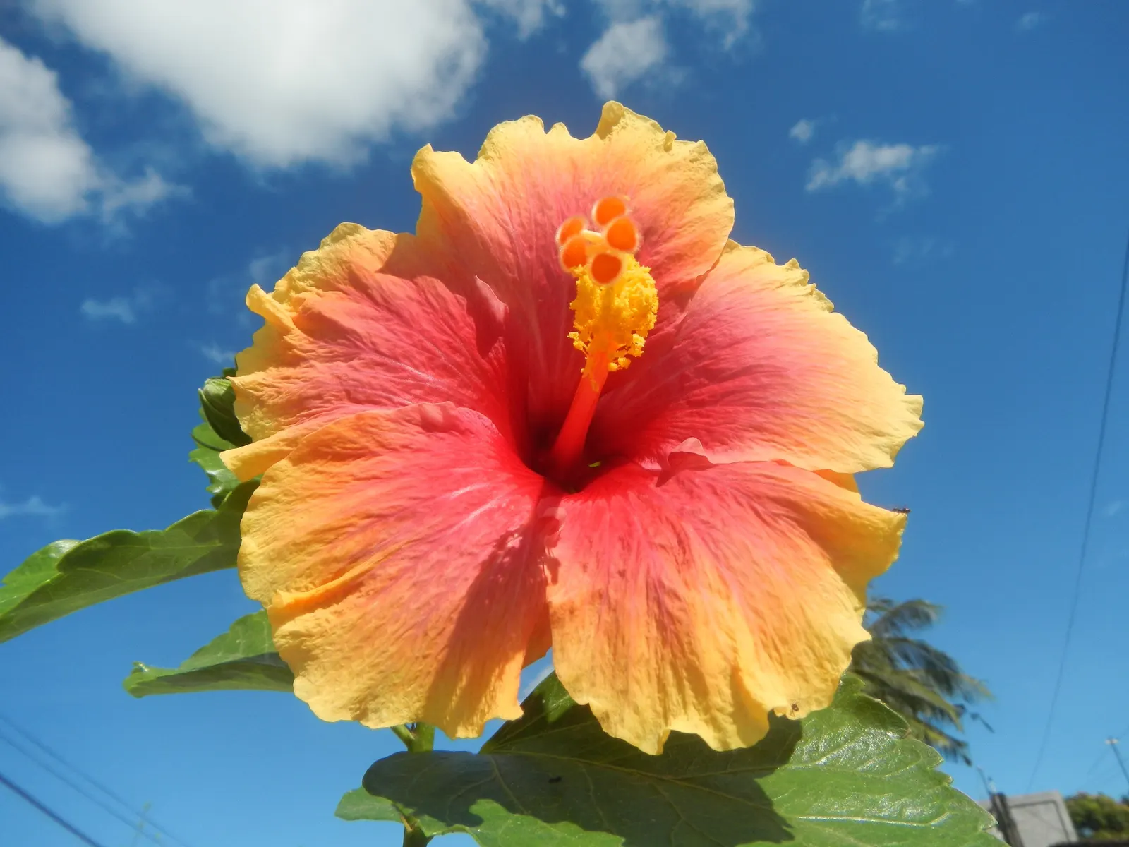 Tropical Hibiscus, Rose Of China (Hibiscus Rosa-Sinensis 'Red') — making it an ideal specimen for both privacy screens and standalone, image 65