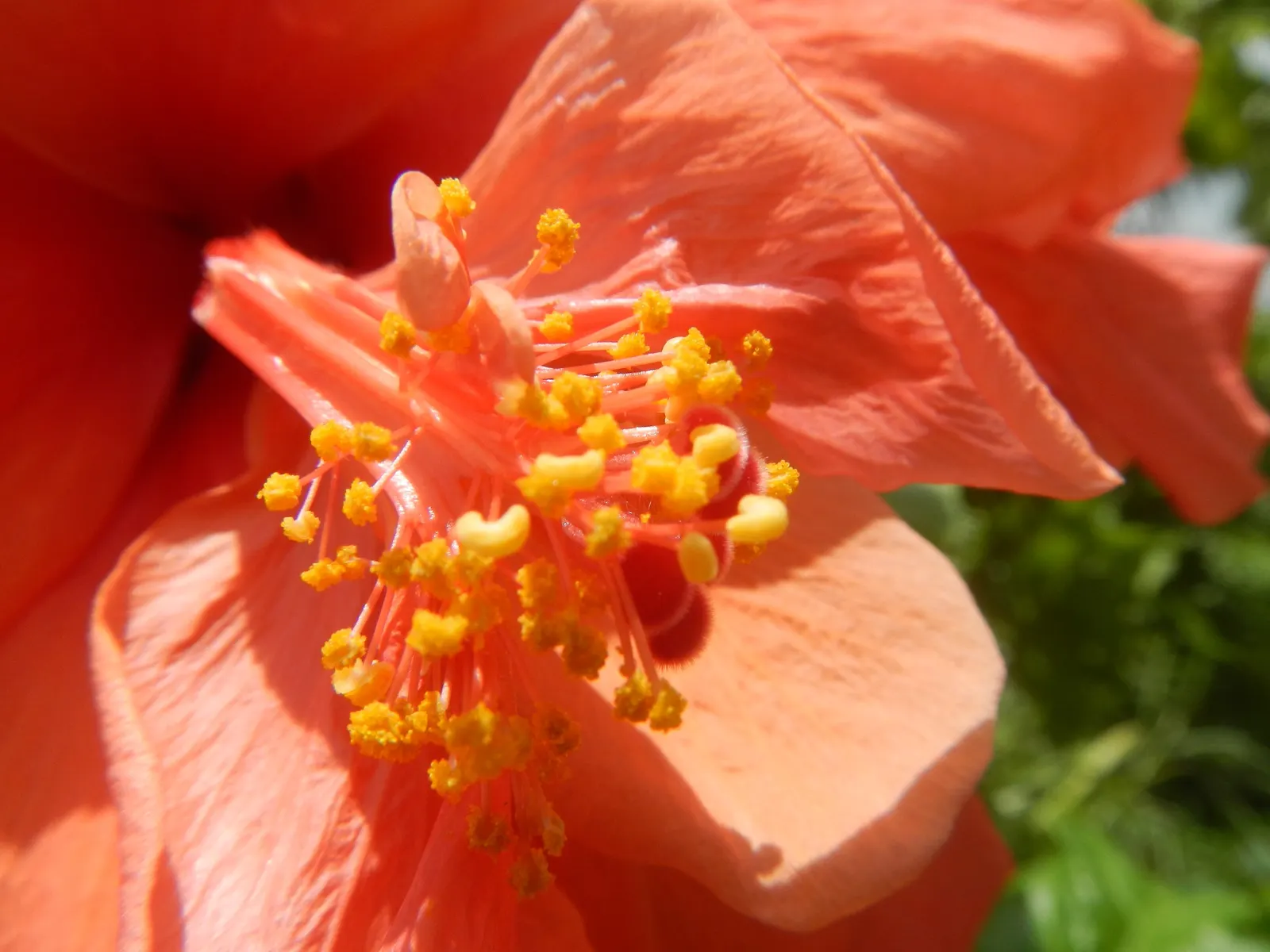 Tropical Hibiscus, Rose Of China (Hibiscus Rosa-Sinensis 'Red') — The Tropical Hibiscus 'Red'; renowned for its large, showy red blooms, it reaches, image 73