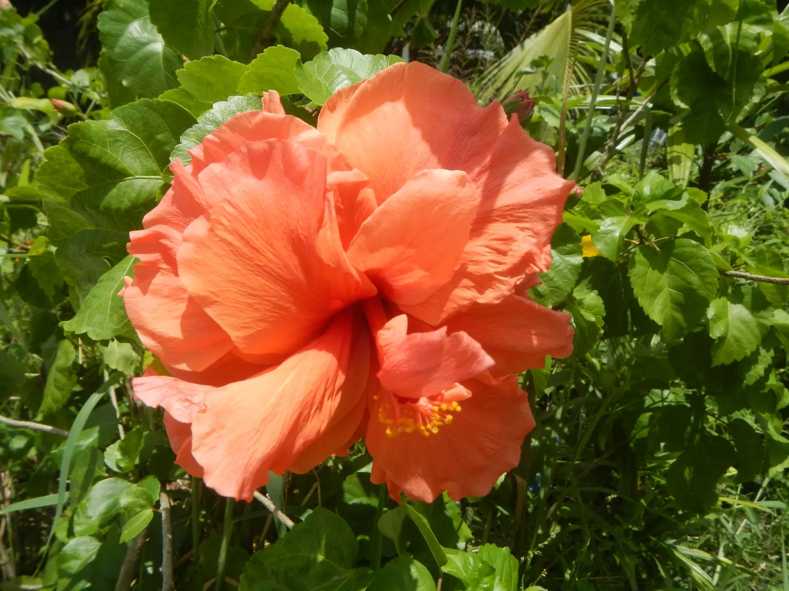 Tropical Hibiscus, Rose Of China (Hibiscus Rosa-Sinensis 'Red') — the Tropical Hibiscus flourishes in USDA Hardiness Zones 9 to 11 and enjoys full, image 39