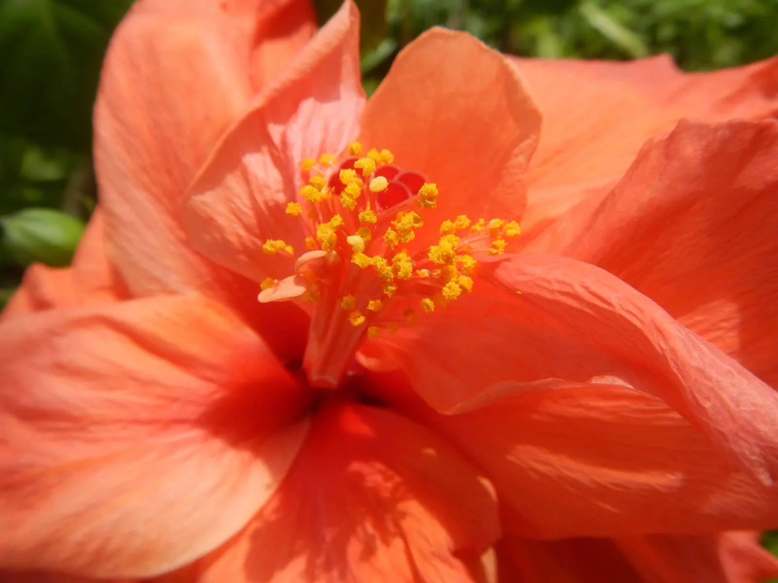 Tropical Hibiscus, Rose Of China (Hibiscus Rosa-Sinensis 'Red') — Nutrients should be provided through monthly fertilization during the growing season; making