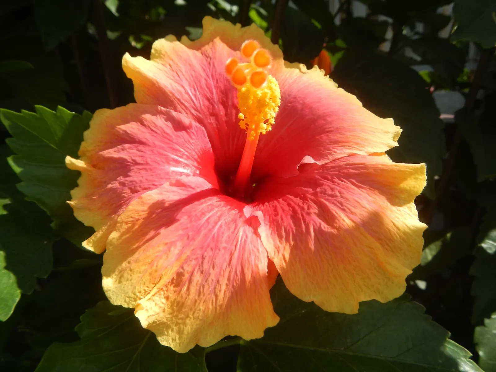 Tropical Hibiscus, Rose Of China (Hibiscus Rosa-Sinensis 'Red') — Preferring full sun, it requires well-drained soil and moderate watering; is a, image 53