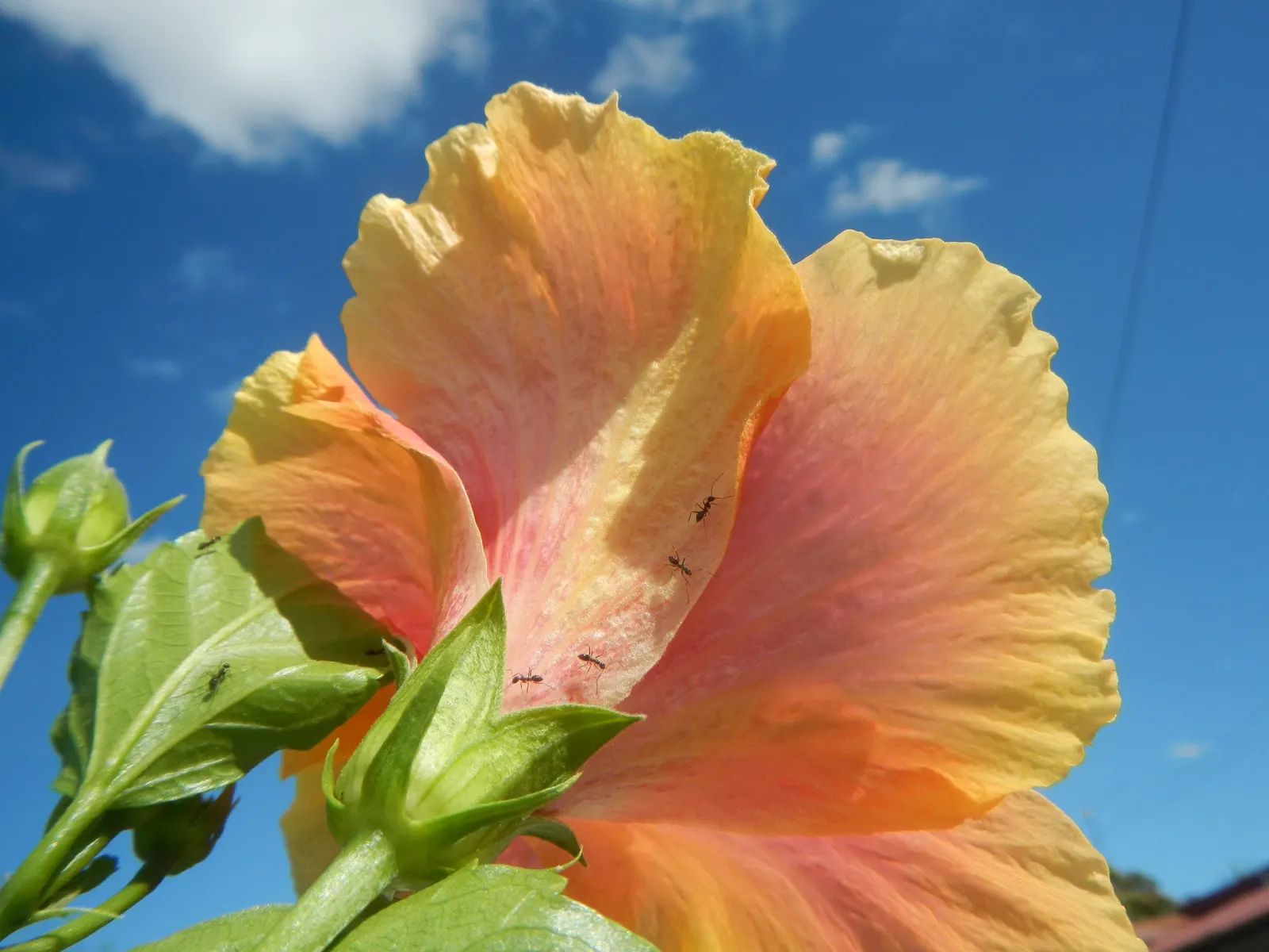 Tropical Hibiscus, Rose Of China (Hibiscus Rosa-Sinensis 'Red') — it attracts pollinators while offering year-round visual interest with its, image 55
