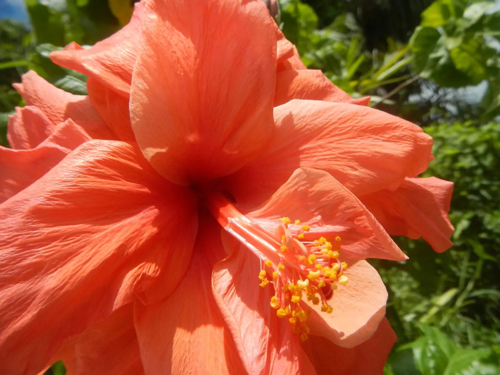 Tropical Hibiscus, Rose Of China (Hibiscus Rosa-Sinensis 'Red') — red flowers in the garden; it attracts pollinators while offering year-round, image 70