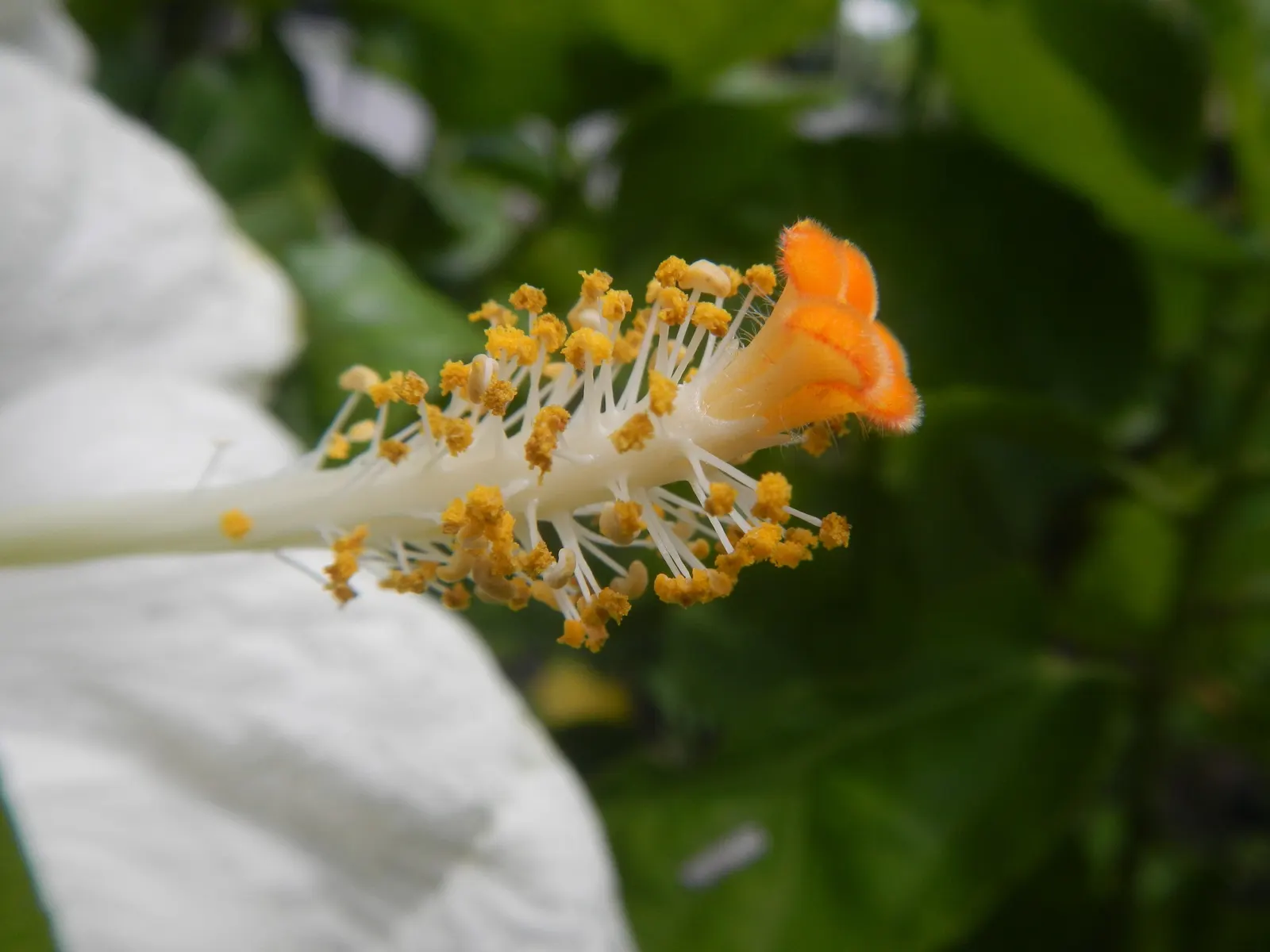 Tropical Hibiscus, Rose Of China (Hibiscus Rosa-Sinensis 'Red') — shrub with red blooms; with peak blossoms in the summer months.<br><br>Preferring a warm