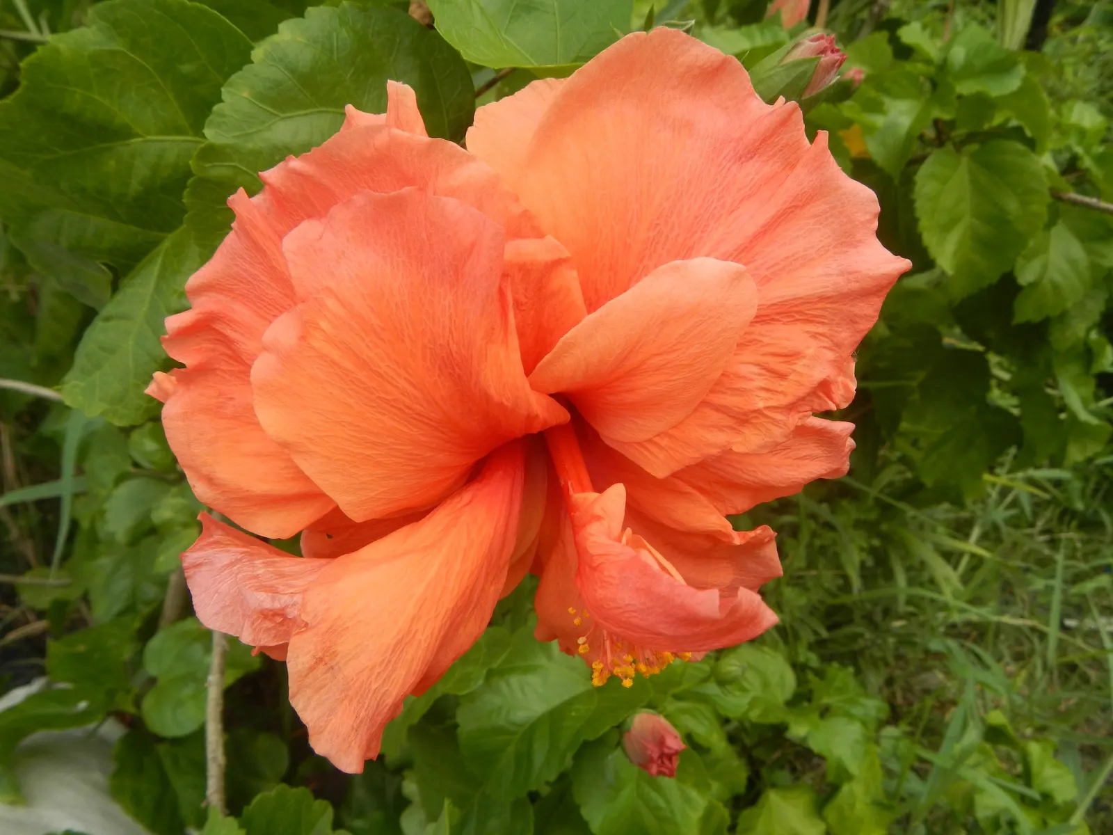 Tropical Hibiscus, Rose Of China (Hibiscus Rosa-Sinensis 'Red') — Renowned for its large, showy red blooms, it reaches a mature height of 4-8 feet, image 76