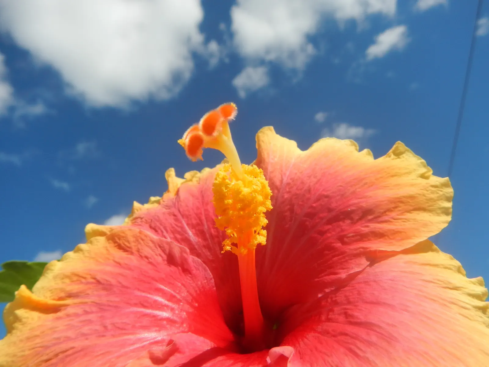 Tropical Hibiscus, Rose Of China (Hibiscus Rosa-Sinensis 'Red') — Flowers display a pronounced; or Hibiscus rosa-sinensis, image 59