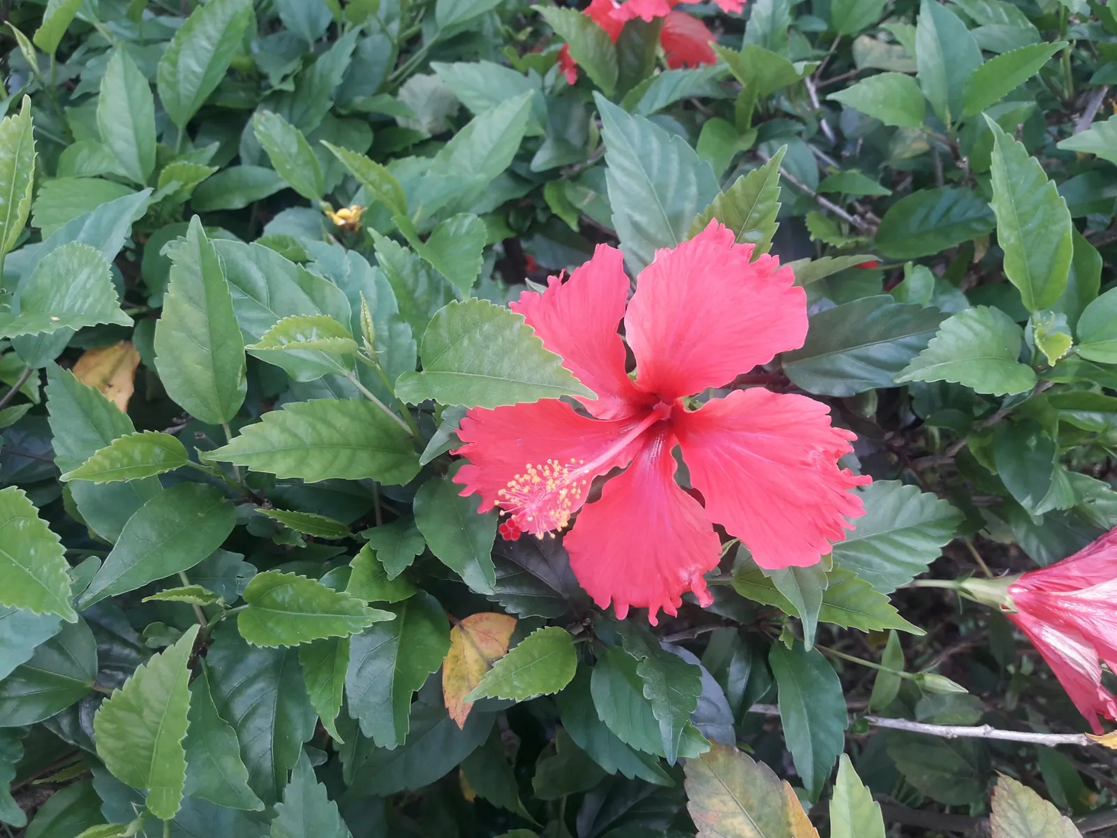 Tropical Hibiscus, Rose Of China (Hibiscus Rosa-Sinensis 'Red') — Nutrients should be provided through monthly fertilization during the growing, image 68