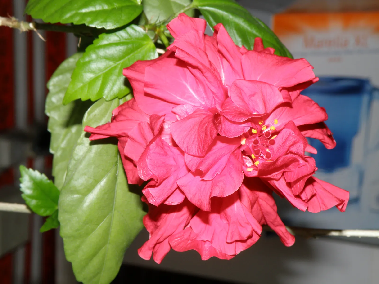Tropical Hibiscus, Rose Of China (Hibiscus Rosa-Sinensis 'Red') — although it's important to avoid waterlogging; eye-catching red blooms which can, image 67