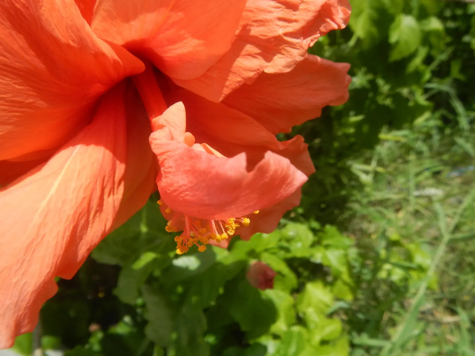 Tropical Hibiscus, Rose Of China (Hibiscus Rosa-Sinensis 'Red') — shrub for full or half; while relatively low-maintenance, strategic pruning can, image 72