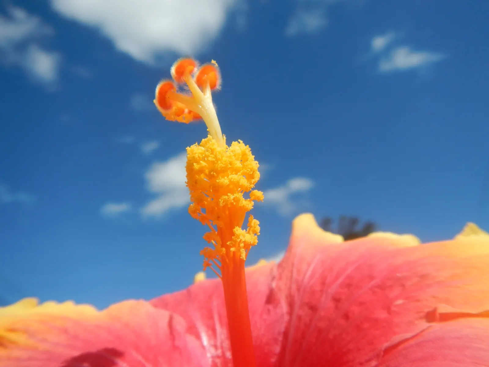 Tropical Hibiscus, Rose Of China (Hibiscus Rosa-Sinensis 'Red') — and they exhibit a flowering pattern that lasts from spring to fall; a mature, image 61