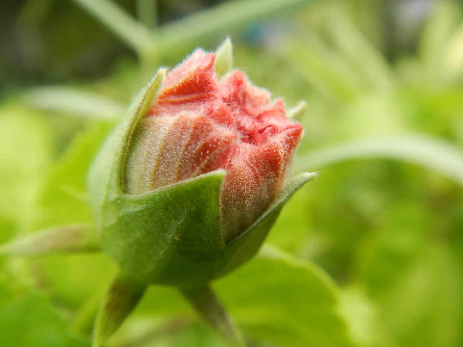 Tropical Hibiscus, Rose Of China (Hibiscus Rosa-Sinensis 'Red') — Flowers display a pronounced; or Hibiscus rosa-sinensis