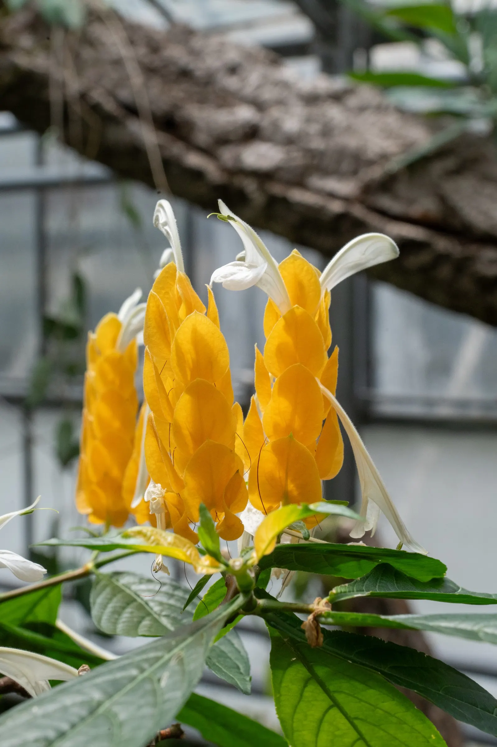 Golden Shrimp Plant (Pachystachys Lutea) — Although it is not cold-hardy and will require protection or indoor overwintering in colder regions, image 107
