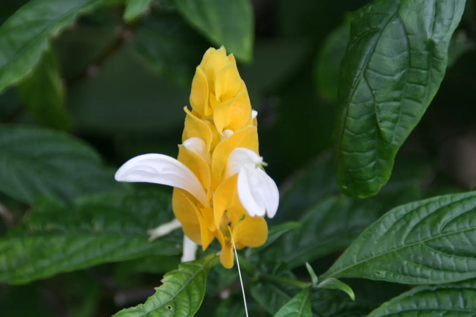 Golden Shrimp Plant (Pachystachys Lutea) — The Golden Shrimp Plant thrives in USDA Hardiness Zones 9 to 11; within these bracts, small white, image 81