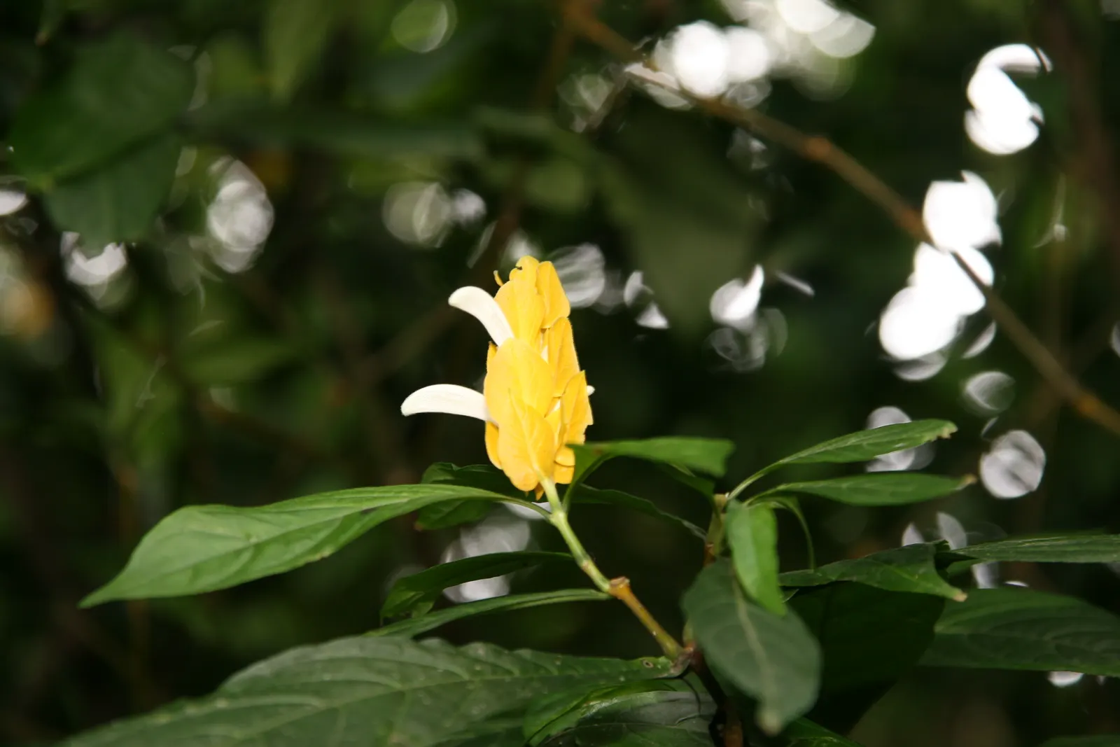 Golden Shrimp Plant (Pachystachys Lutea) — Native to the warm habitats of Peru; it thrives in partial shade, reaching 3-4 ft in height and 2-3 ft, image 117