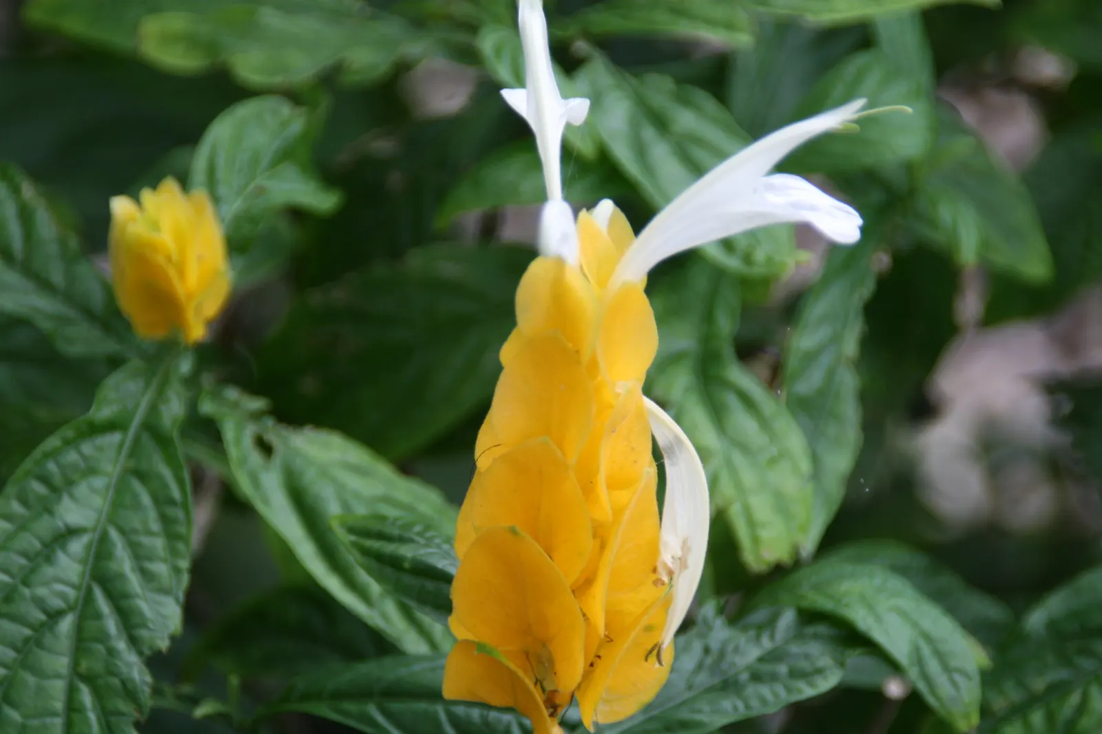 Golden Shrimp Plant (Pachystachys Lutea) — which resemble the shape of shrimp