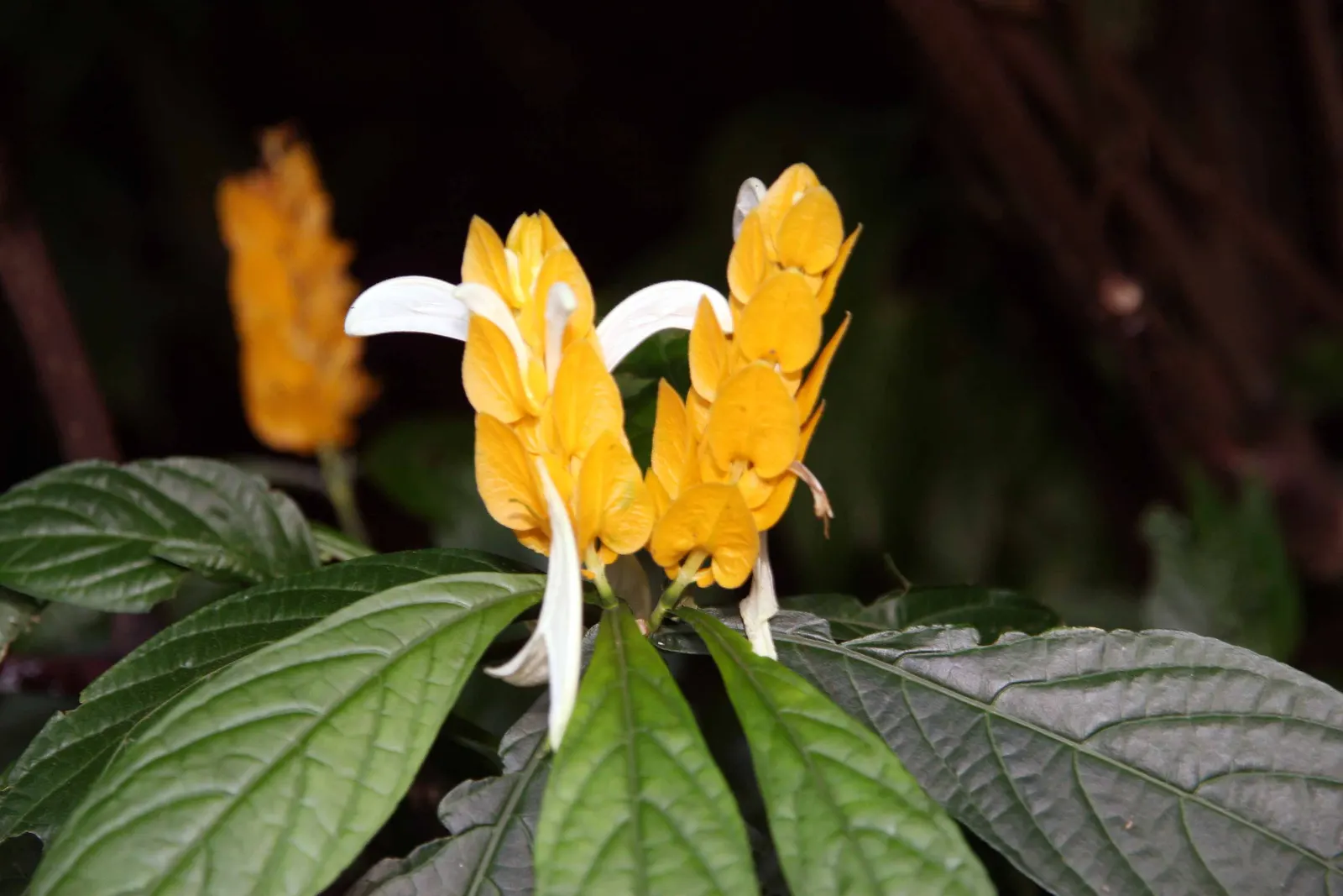 Golden Shrimp Plant (Pachystachys Lutea) — maintaining even moisture without over-saturation to avoid root rot; which resemble the shape of shrimp, image 84