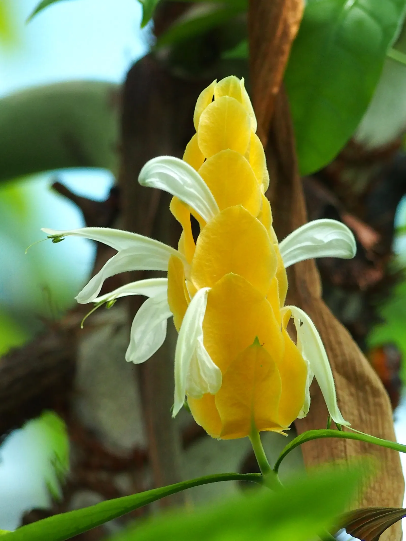 Golden Shrimp Plant (Pachystachys Lutea) — Ideal for borders or as a specimen plant, it offers striking texture and color to any landscape design; this