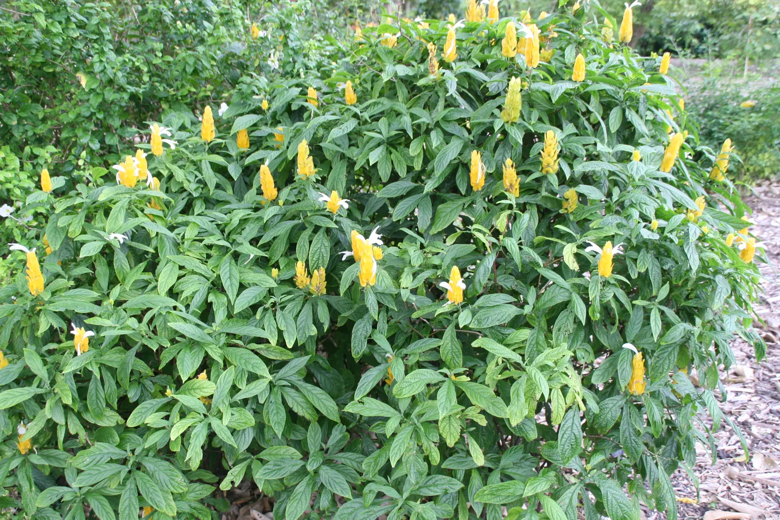 Golden Shrimp Plant (Pachystachys Lutea) — scientifically known as Pachystachys lutea; each measuring 3 to 6 inches in length, image 115