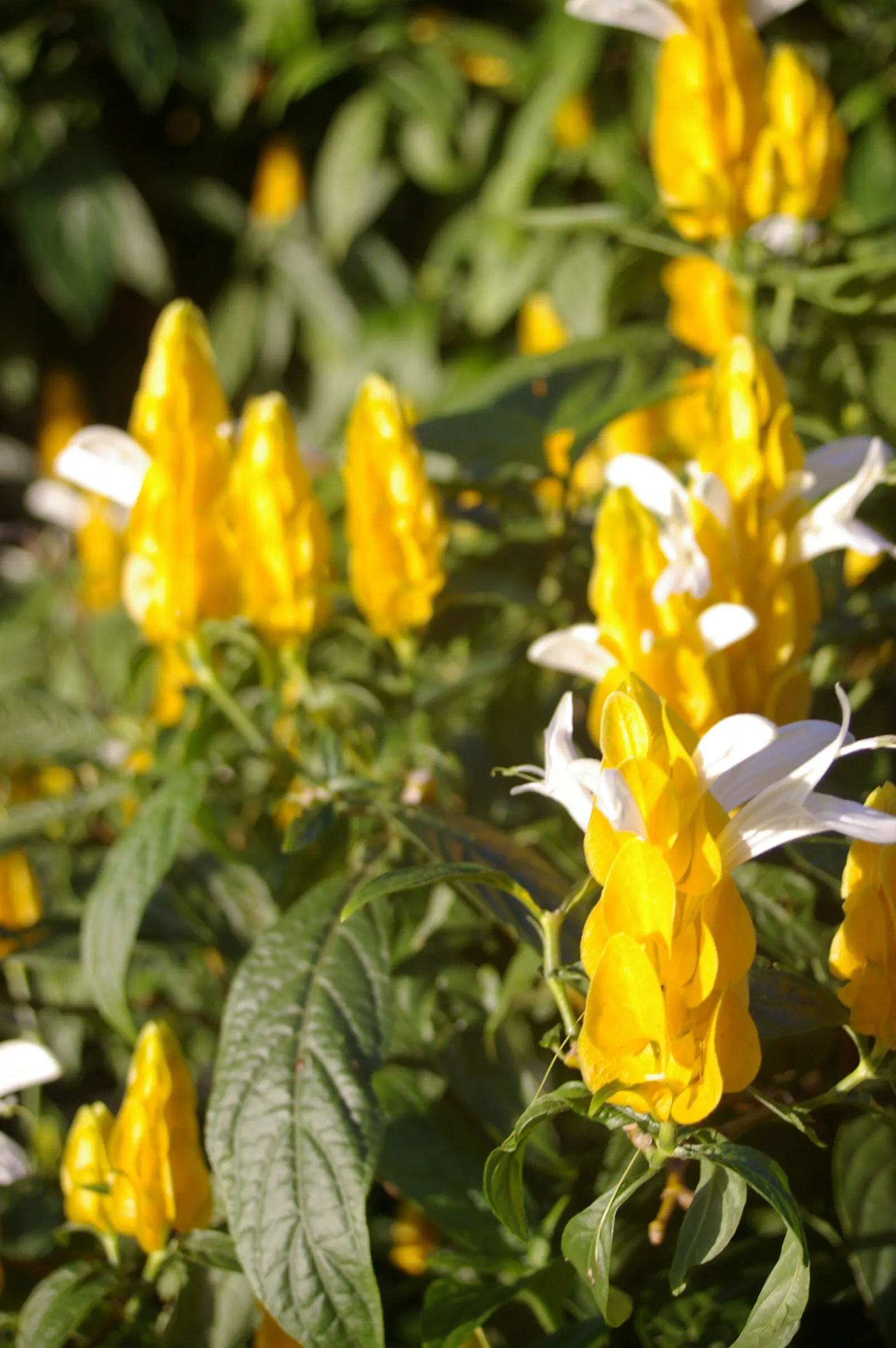 Golden Shrimp Plant (Pachystachys Lutea) — Its upright growth habit and lance-shaped; preferring partial shade but can tolerate full sun in cooler, image 97
