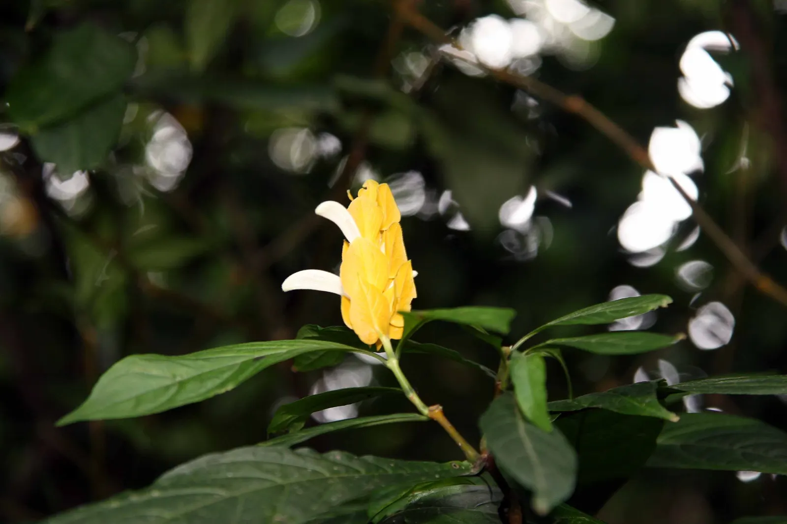 Golden Shrimp Plant (Pachystachys Lutea) — preferring partial shade but can tolerate full sun in cooler climates.<br><br>For optimal growth; shrub, image 126