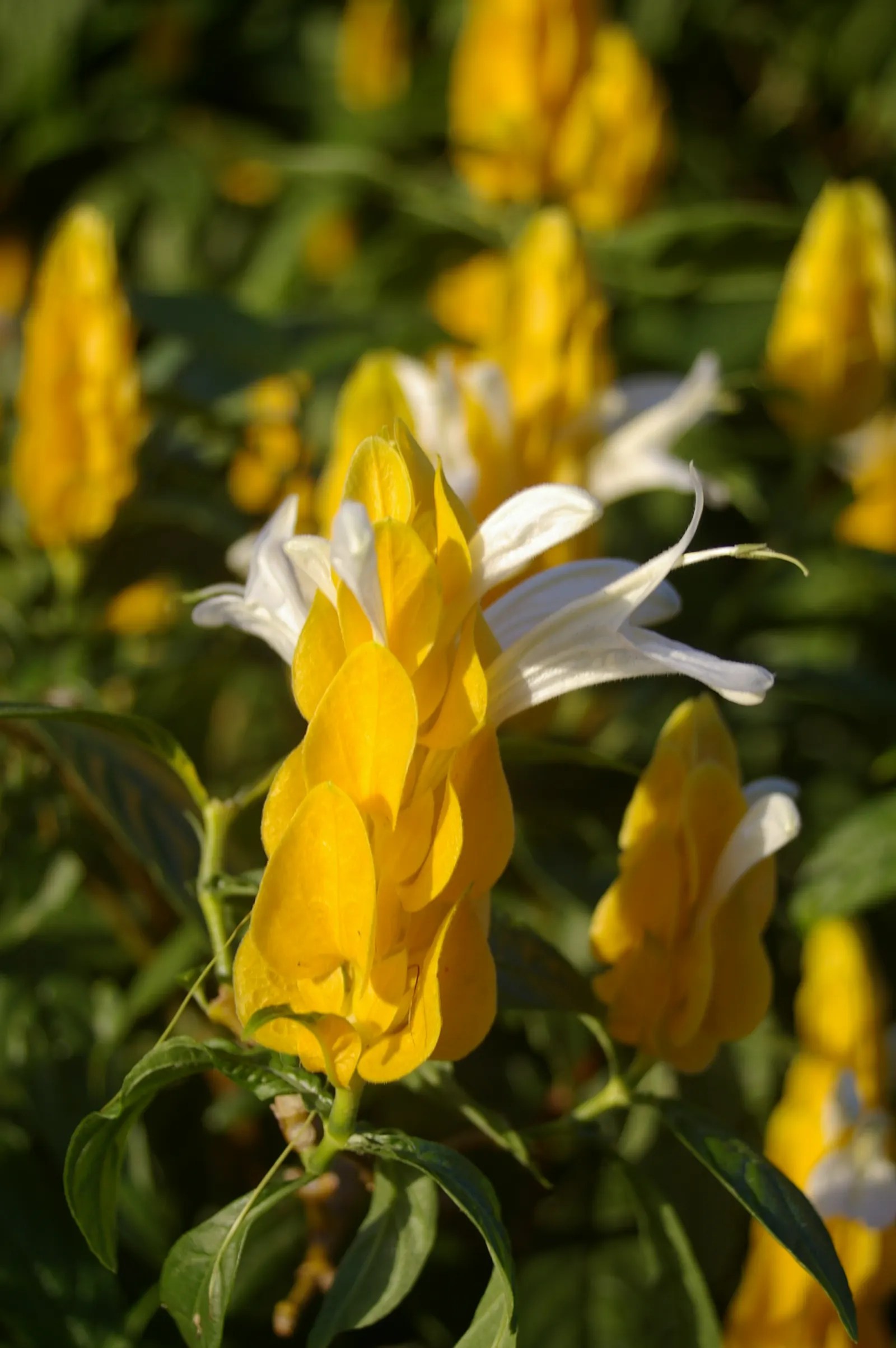 Golden Shrimp Plant (Pachystachys Lutea) — this striking plant typically reaches a mature height of 3 to 4 feet with a spread of 2 to 3 feet; its, image 52