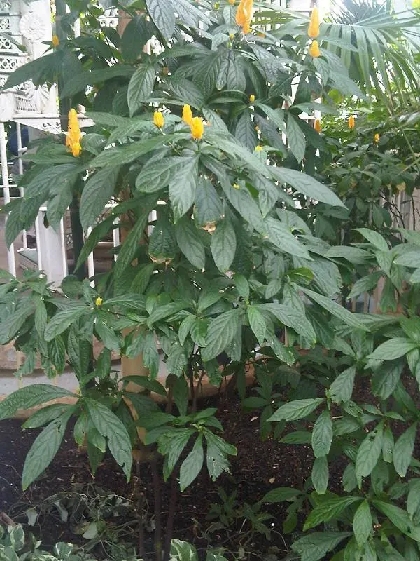 Golden Shrimp Plant (Pachystachys Lutea) — This hummingbird attractor prefers moist, well-drained soil; maintaining even moisture without, image 91