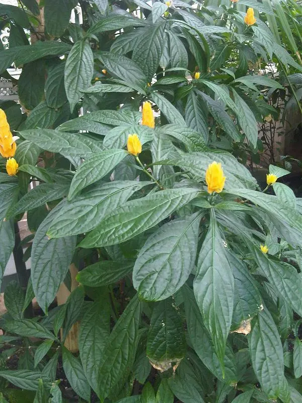 Golden Shrimp Plant (Pachystachys Lutea) — fertile soil with a regular watering schedule; is a vibrant tropical perennial that offers a unique, image 105