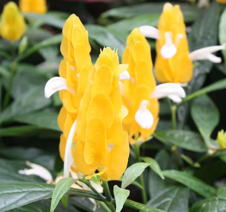 Golden Shrimp Plant (Pachystachys Lutea) — Ideal for borders or as a specimen plant, it offers striking texture and color to any landscape design, image 70